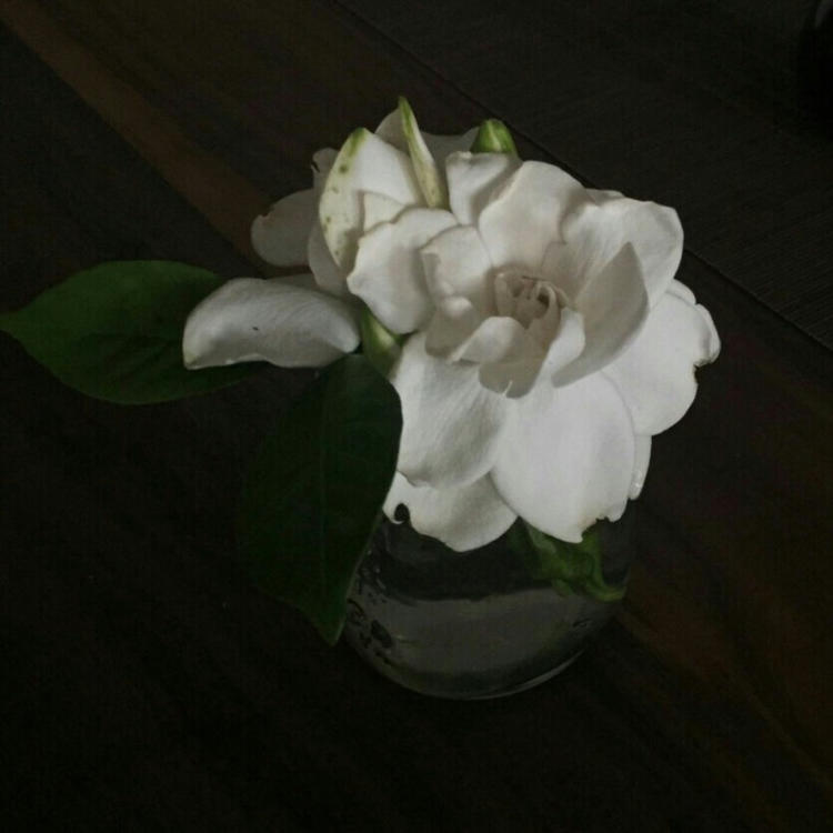 四乃森苍紫（身份：御庭番众前任首领、“天才忍者”） - 影视解说合集在线观看 - 小程序看电影